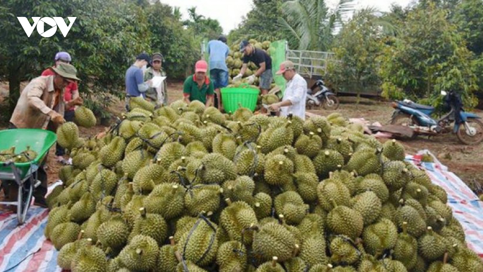 Durian exports stabilize after testing disruption